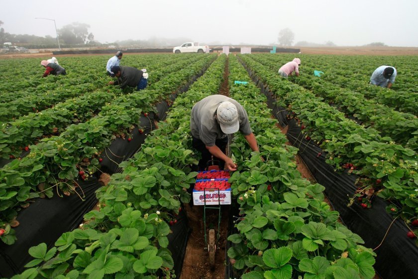 TRABAJADOR AGRARIO